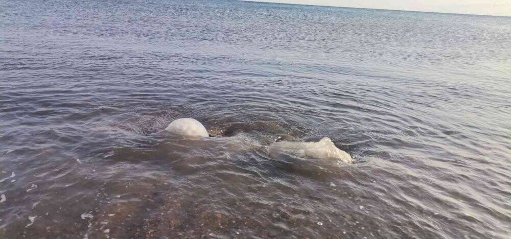 Binlercesi kıyıya vurmuştu bu sefer çıyanlara yem olurken görüntülendiler