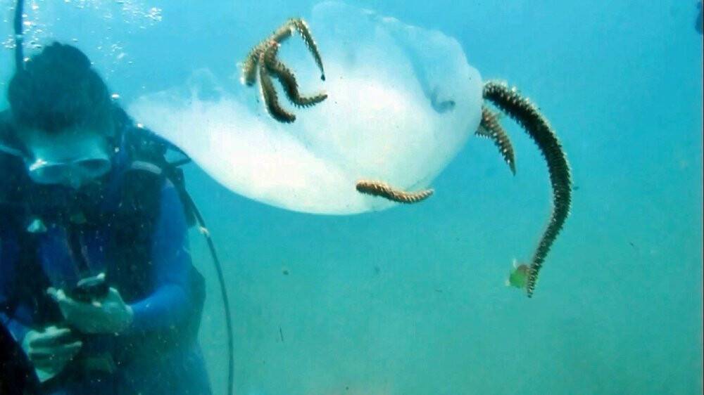 Binlercesi kıyıya vurmuştu bu sefer çıyanlara yem olurken görüntülendiler