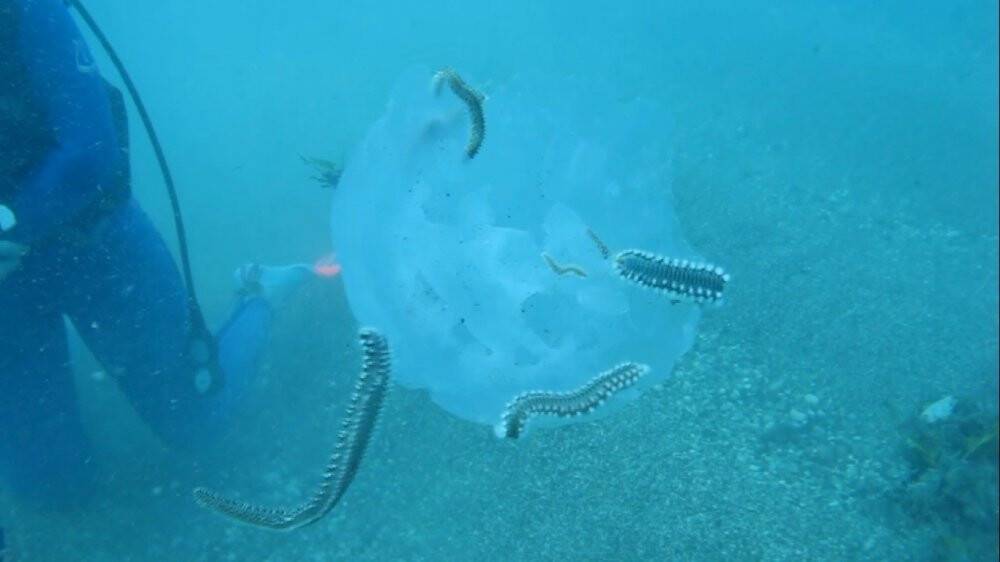 Binlercesi kıyıya vurmuştu bu sefer çıyanlara yem olurken görüntülendiler