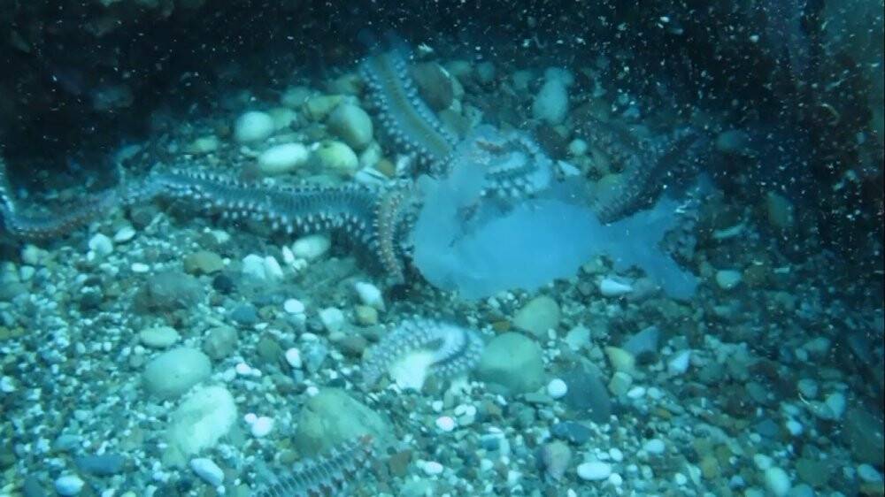 Binlercesi kıyıya vurmuştu bu sefer çıyanlara yem olurken görüntülendiler