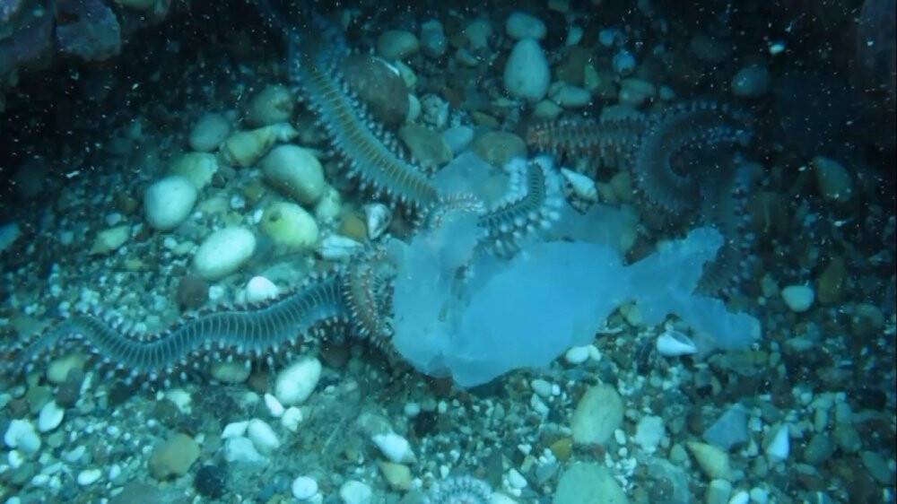 Binlercesi kıyıya vurmuştu bu sefer çıyanlara yem olurken görüntülendiler