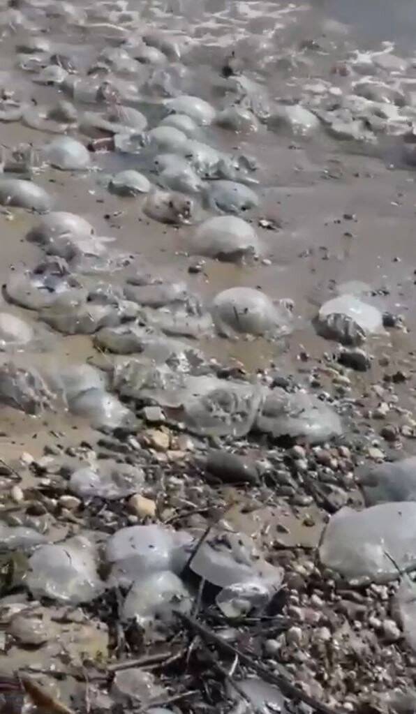 Binlercesi kıyıya vurmuştu bu sefer çıyanlara yem olurken görüntülendiler