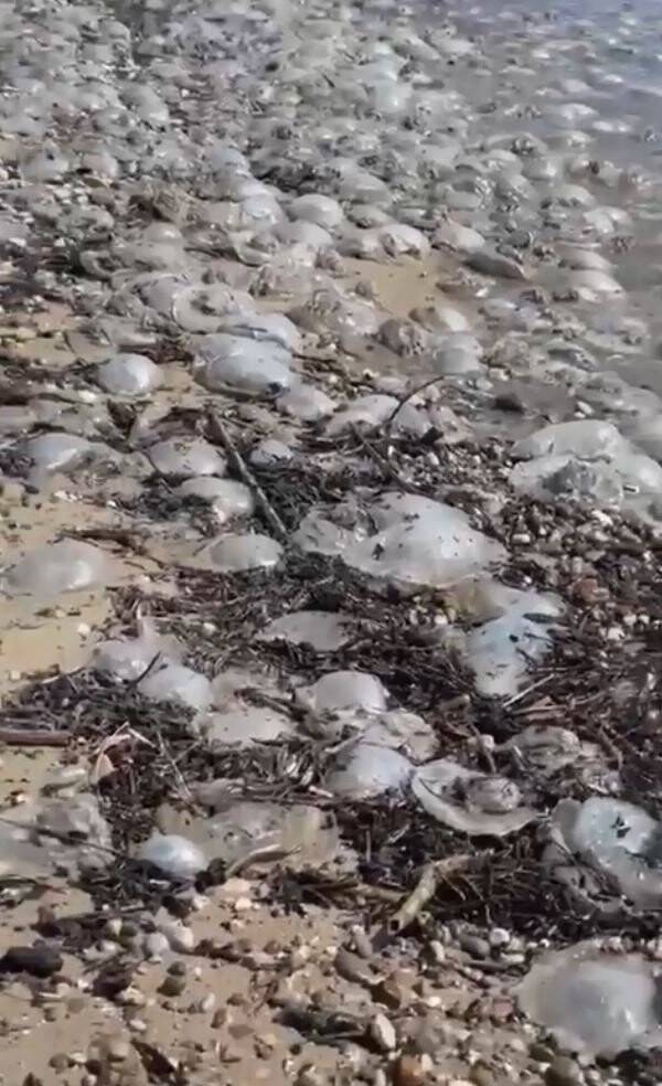 Binlercesi kıyıya vurmuştu bu sefer çıyanlara yem olurken görüntülendiler