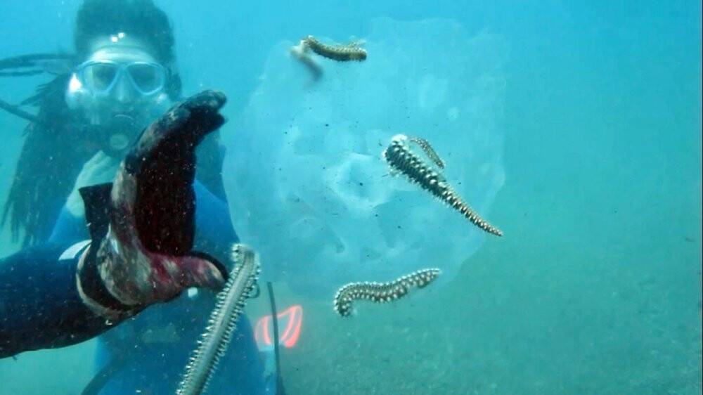 Binlercesi kıyıya vurmuştu bu sefer çıyanlara yem olurken görüntülendiler