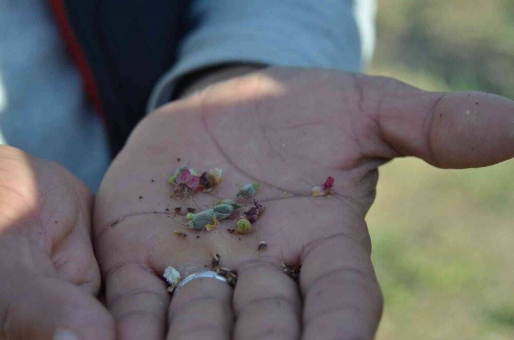 Malatya’da kayısıyı don vurdu