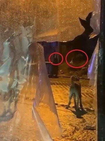 Uludağ’da günübirlikçi tatilcilerin ayı paniği kameralarda