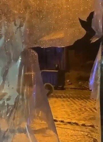 Uludağ’da günübirlikçi tatilcilerin ayı paniği kameralarda