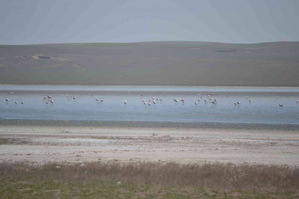 Düden Gölü’ne flamingolar gelmeye başladı