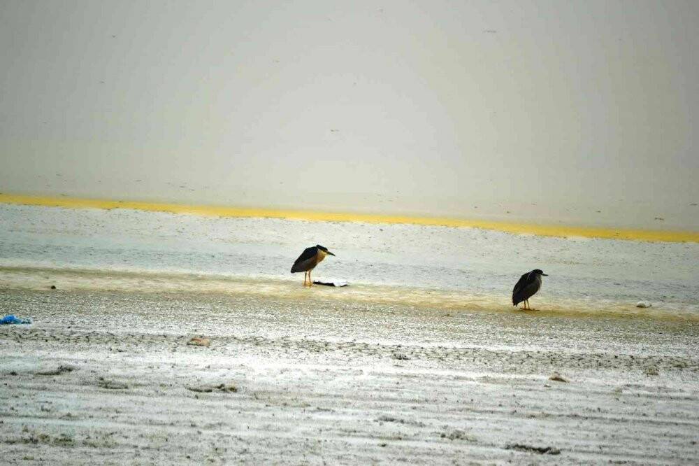 Düden Gölü’ne flamingolar gelmeye başladı