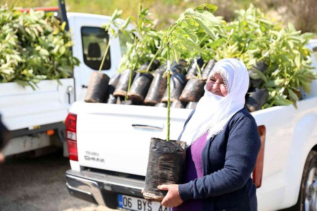 Mersin’de 105 üreticiye avokado ve alıç fidanı desteği