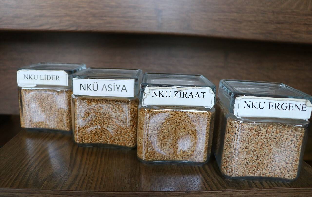 aa-20220420-27617855-27617848-tekirdagda-yerli-bugday-cesitlerinden-yuksek-verim-elde-edildi.jpg