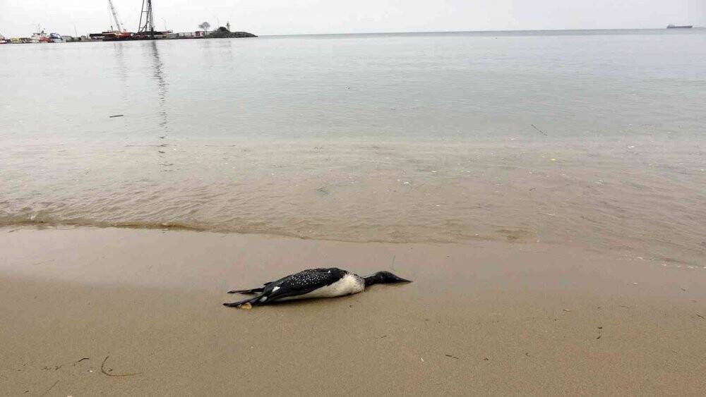 Karadeniz’de yunus ölümlerinden sonra korkutan bir manzara daha