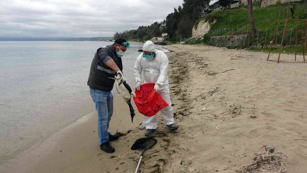 Karadeniz’de yunus ölümlerinden sonra korkutan bir manzara daha
