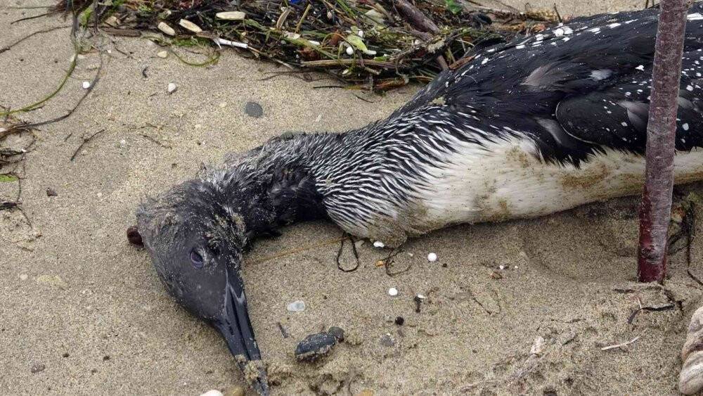 Karadeniz’de yunus ölümlerinden sonra korkutan bir manzara daha