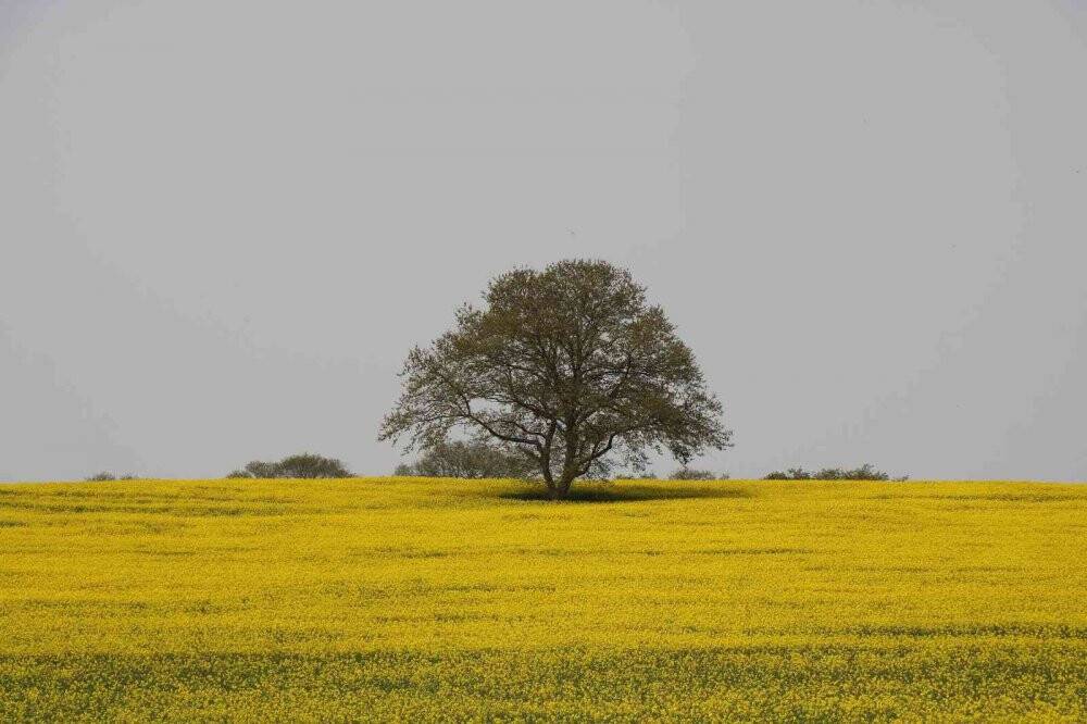 Yüzde 50 yağ oranına sahip kanolanın üretimi katlanarak artacak