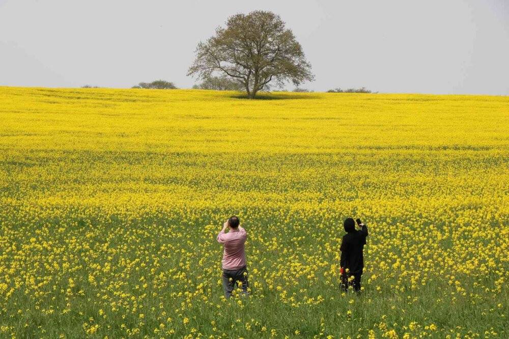 Yüzde 50 yağ oranına sahip kanolanın üretimi katlanarak artacak