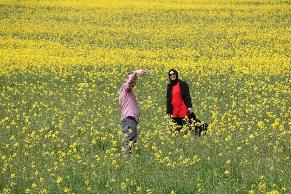 Yüzde 50 yağ oranına sahip kanolanın üretimi katlanarak artacak