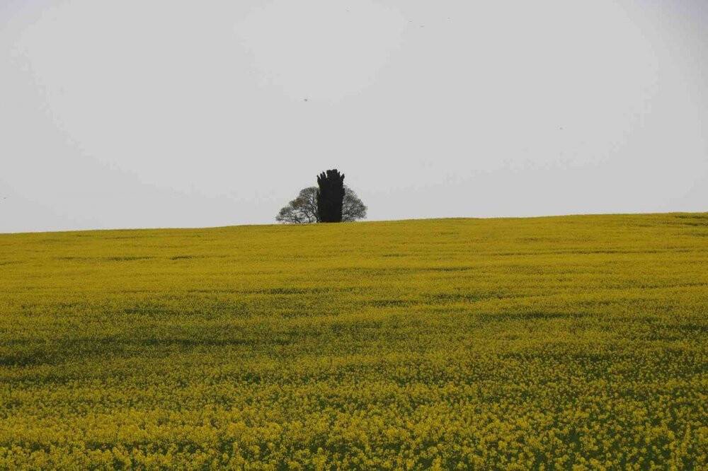 Yüzde 50 yağ oranına sahip kanolanın üretimi katlanarak artacak