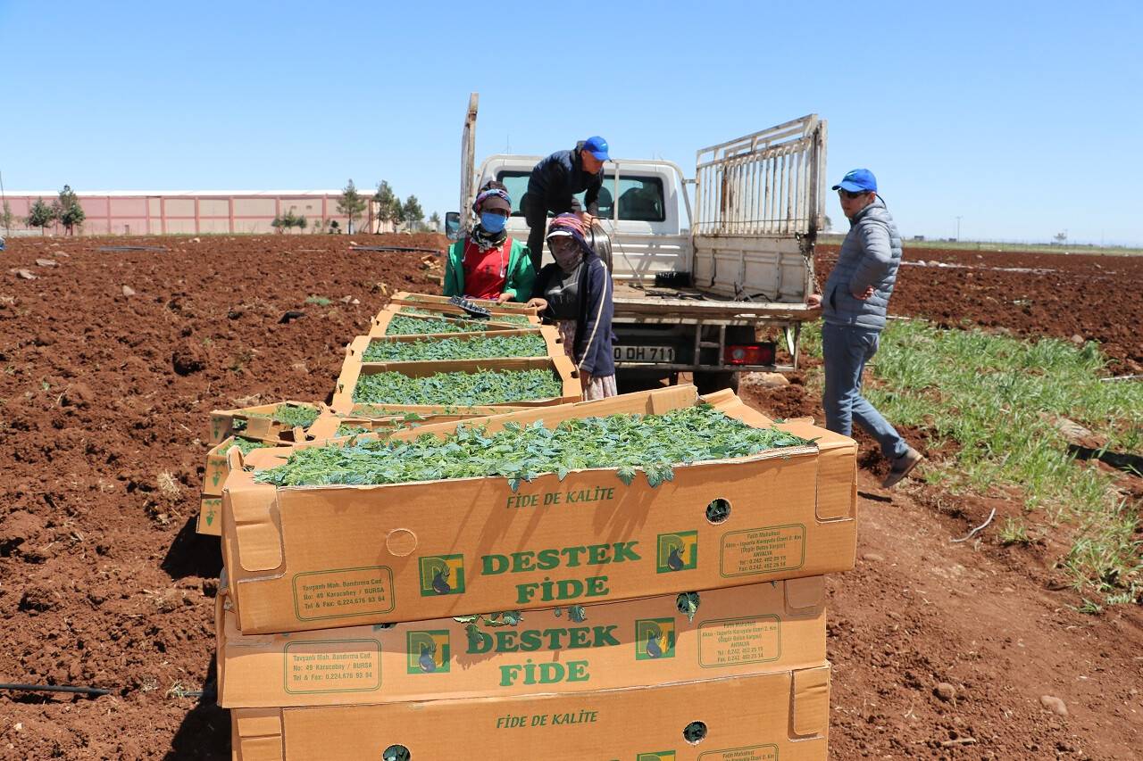 aa-20220422-27638790-27638785-milyonlarca-kurutmalik-domates-fidesi-toprakla-bulusuyor.jpg