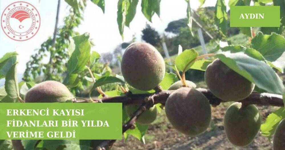 Erkenci kayısılar hasat için gün sayıyor