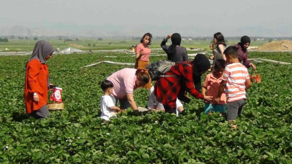 Çilek tarlasında çocuklarla hasat şenliği