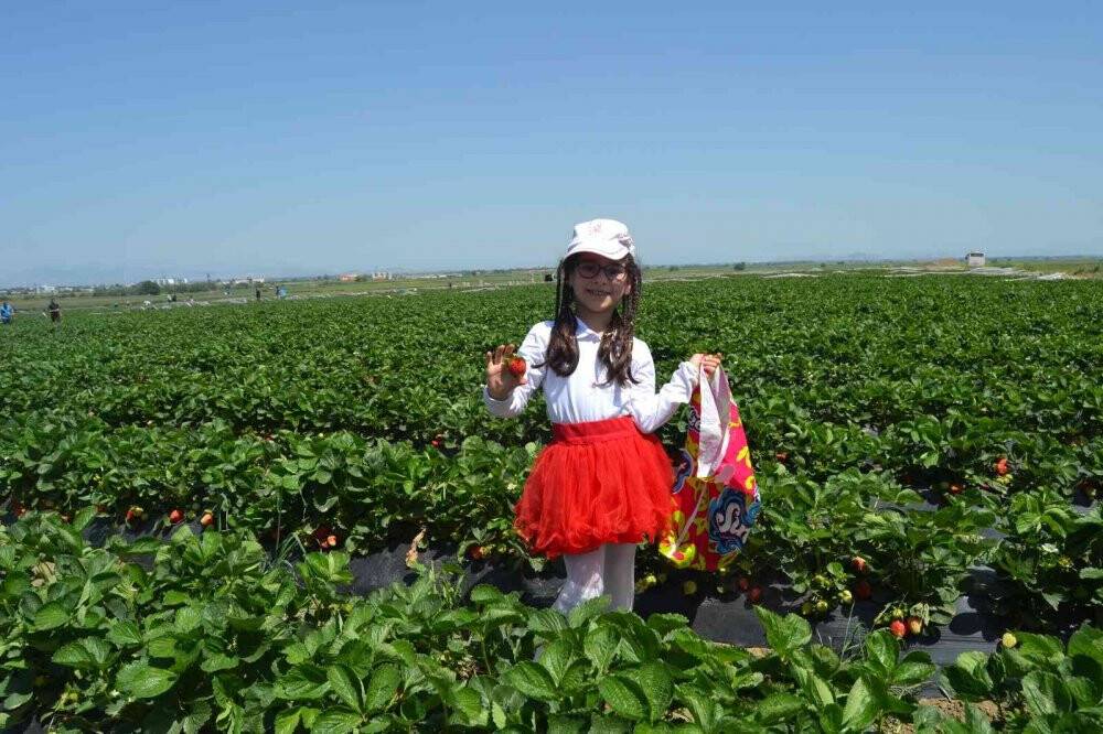 Çilek tarlasında çocuklarla hasat şenliği