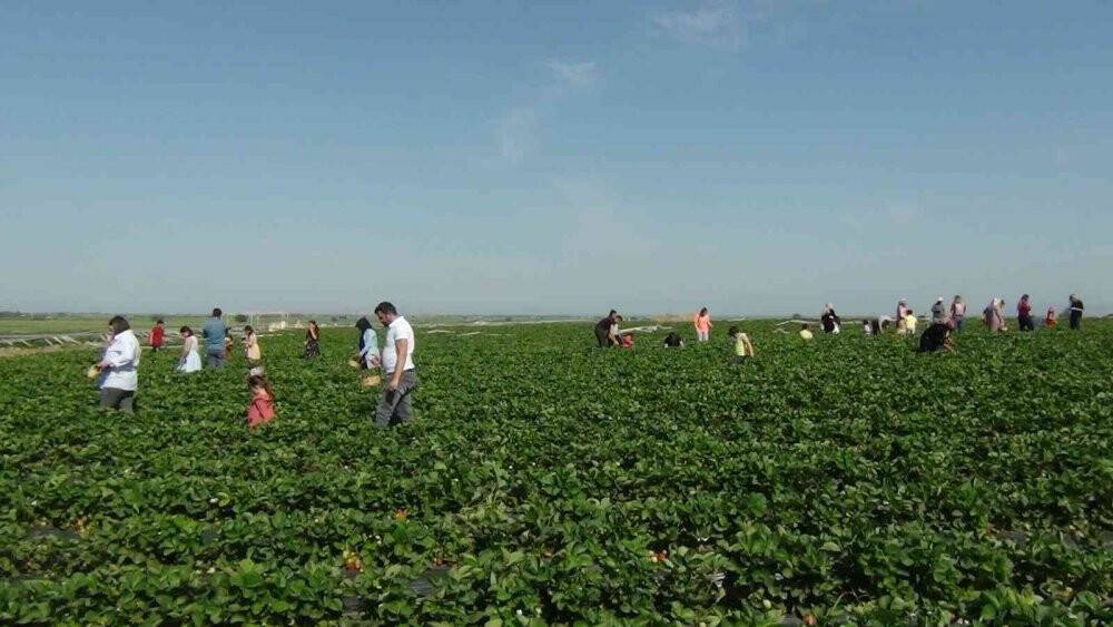 Çilek tarlasında çocuklarla hasat şenliği
