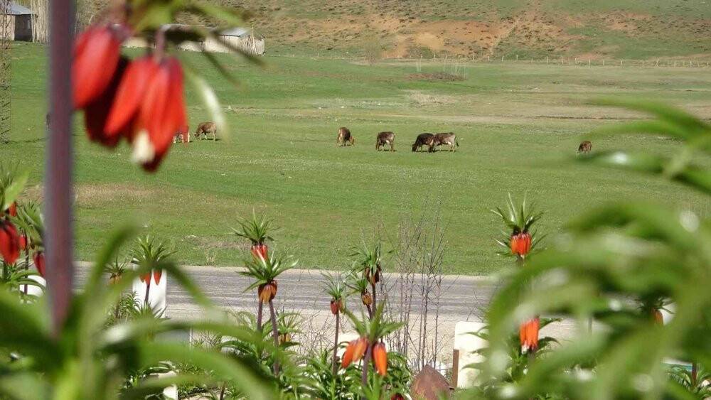 Yüksekova’da ters laleler kendine hayran bıraktı