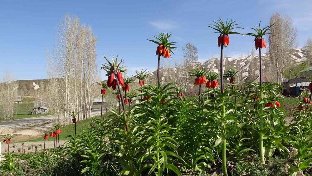 Yüksekova’da ters laleler kendine hayran bıraktı