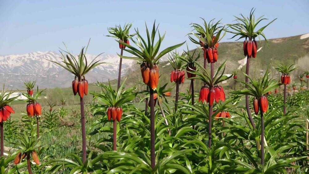 Yüksekova’da ters laleler kendine hayran bıraktı