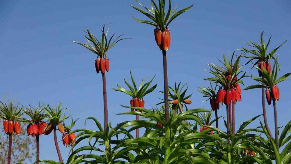 Yüksekova’da ters laleler kendine hayran bıraktı