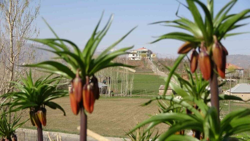 Yüksekova’da ters laleler kendine hayran bıraktı