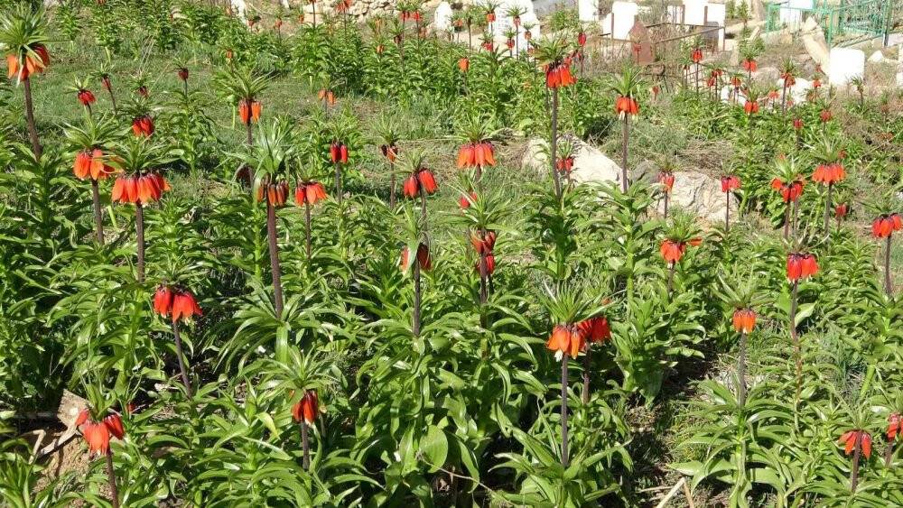 Yüksekova’da ters laleler kendine hayran bıraktı
