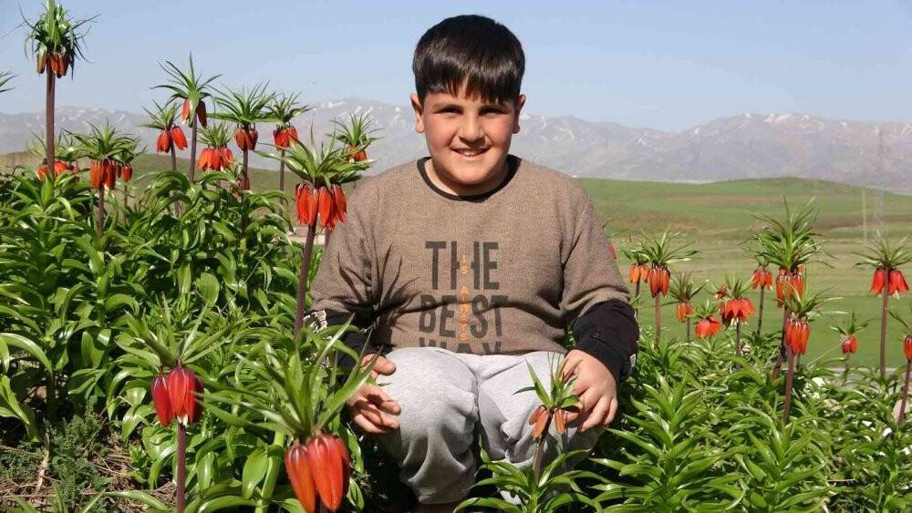 Yüksekova’da ters laleler kendine hayran bıraktı