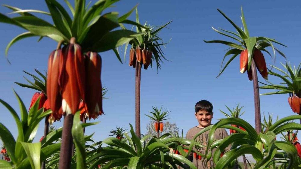 Yüksekova’da ters laleler kendine hayran bıraktı