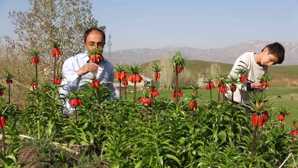 Yüksekova’da ters laleler kendine hayran bıraktı