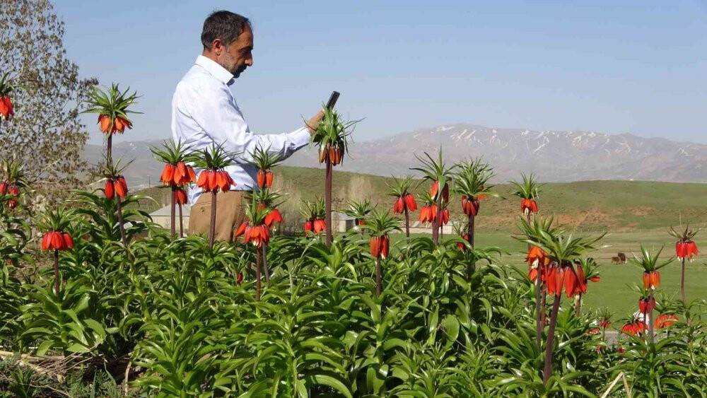 Yüksekova’da ters laleler kendine hayran bıraktı