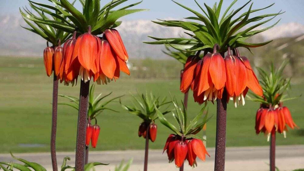 Yüksekova’da ters laleler kendine hayran bıraktı