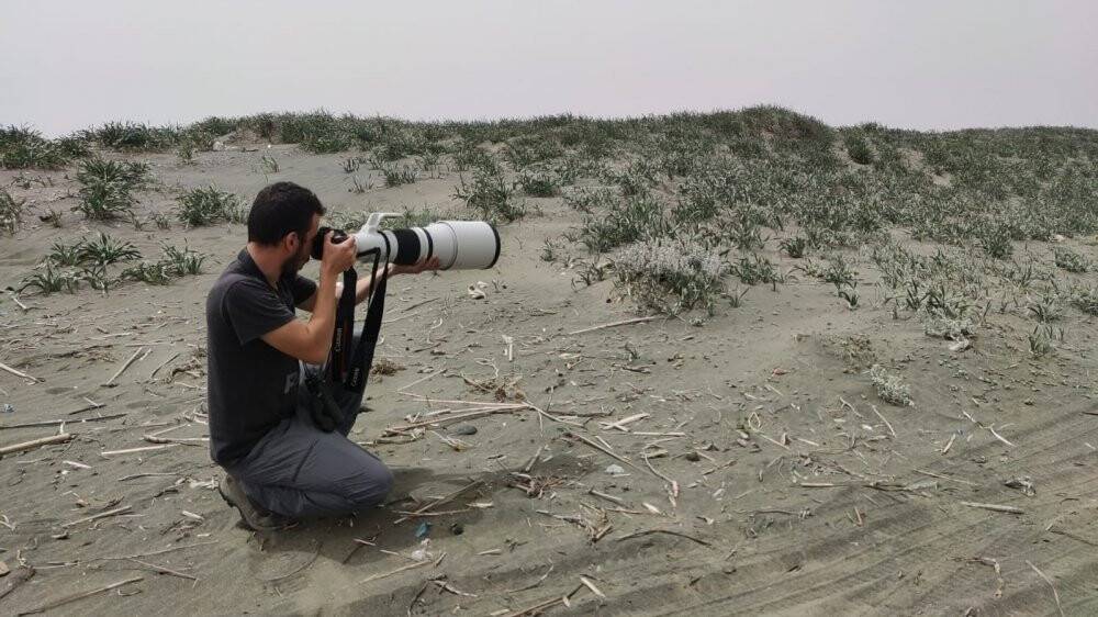 Çöl kulaklı toygarı kuşu Türkiye’de ilk kez Hatay’da gözlemlendi