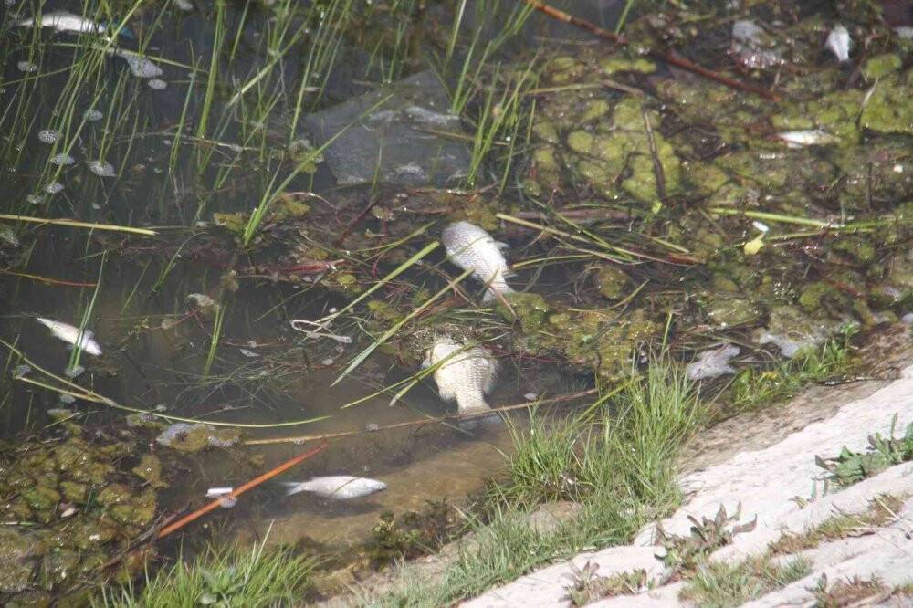 Beyşehir Gölü’nde ölen balıklar kıyıya vurdu