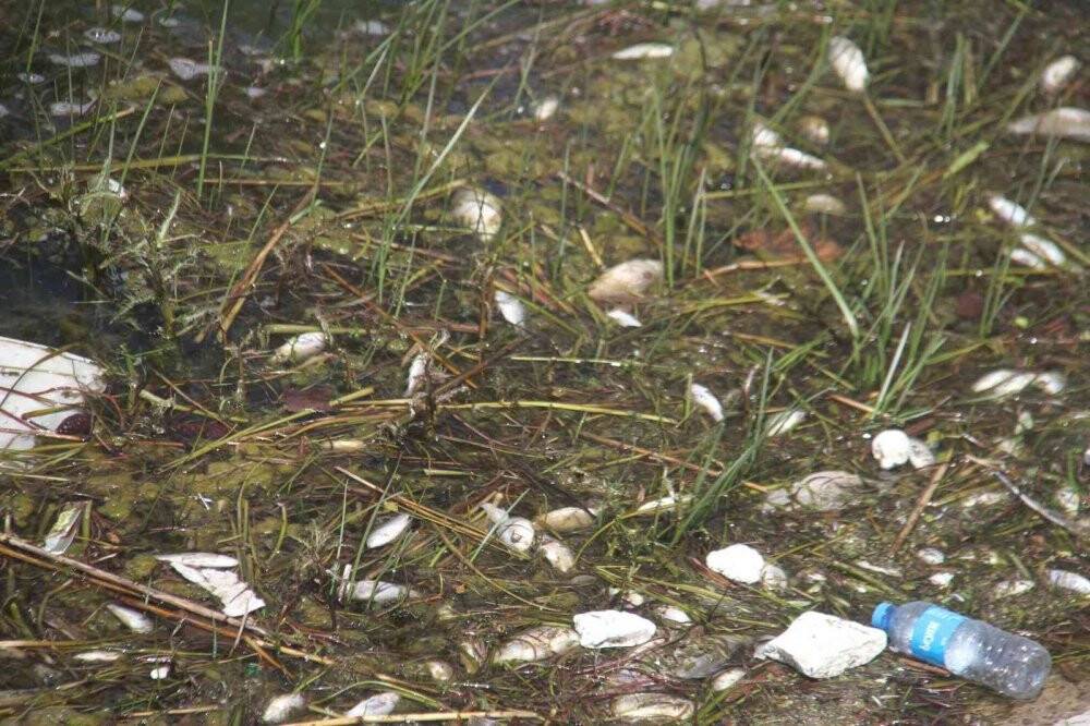 Beyşehir Gölü’nde ölen balıklar kıyıya vurdu