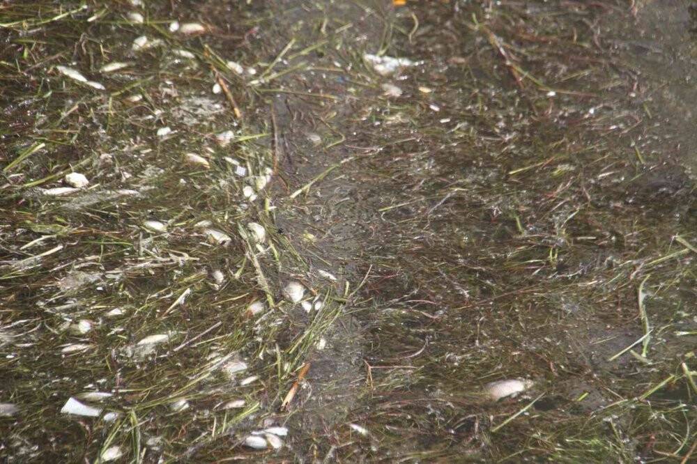 Beyşehir Gölü’nde ölen balıklar kıyıya vurdu