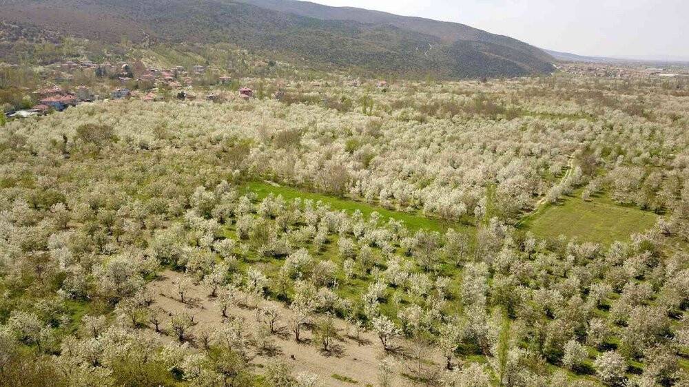 Kiraz bahçeleri beyaz gelinliğini giydi
