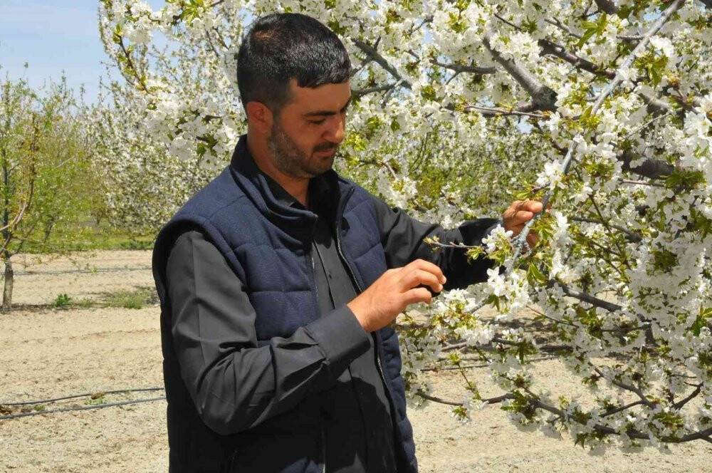 Kiraz bahçeleri beyaz gelinliğini giydi