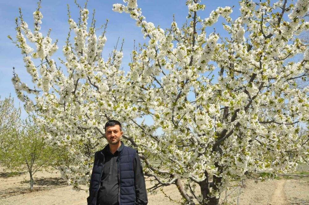 Kiraz bahçeleri beyaz gelinliğini giydi