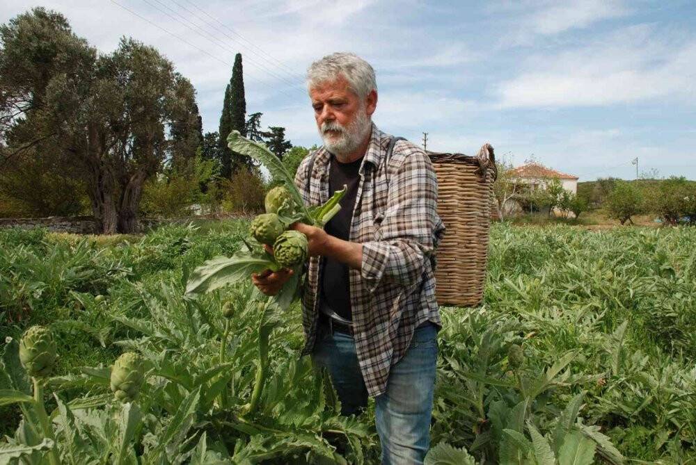 Urla enginarında yüzde 50 verim düşüklüğü