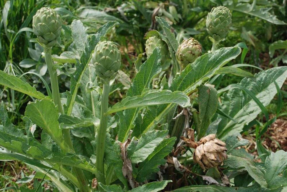 Urla enginarında yüzde 50 verim düşüklüğü