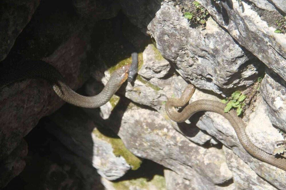 Havaların ısınmasıyla su kuyularında yılanlar ortaya çıkmaya başladı