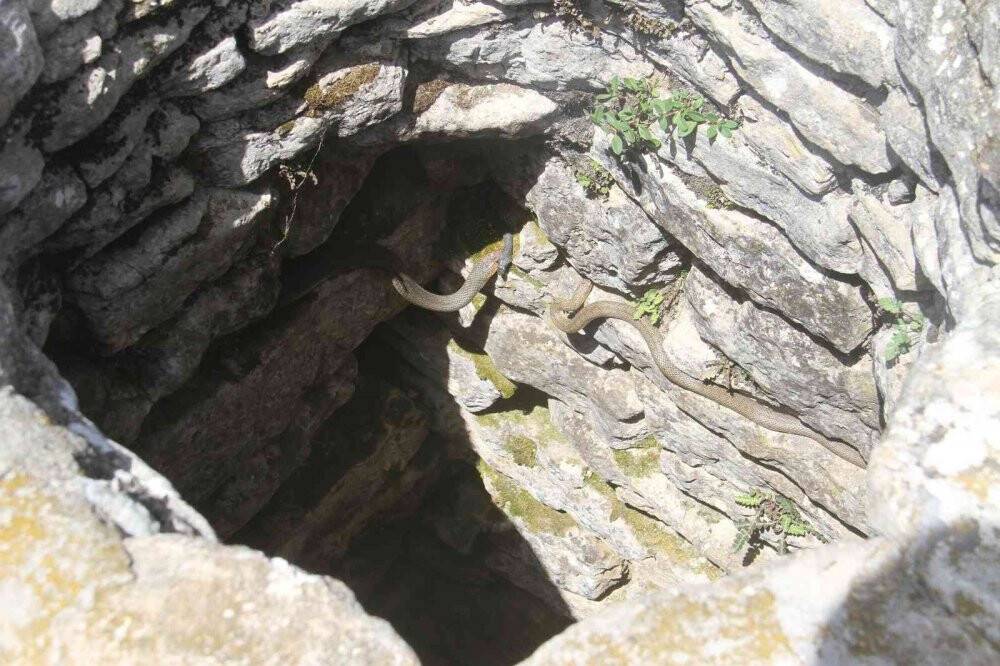 Havaların ısınmasıyla su kuyularında yılanlar ortaya çıkmaya başladı