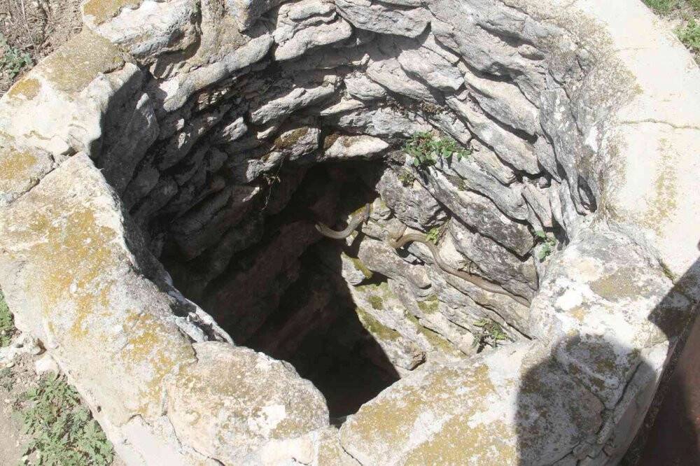 Havaların ısınmasıyla su kuyularında yılanlar ortaya çıkmaya başladı